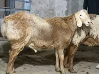 Ram, Sheep — photo 1