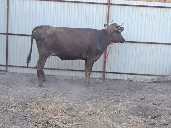 Kuh, Swiss cattle
