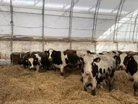 Cow, Cattle — photo 2
