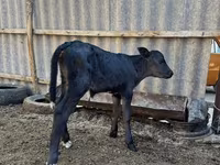 母牛, Swiss cattle — 照片 1