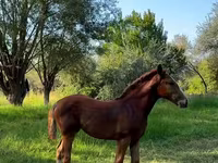 Бие, Skyros Pony — 3-сурет