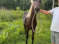 घोड़ी, Rocky Mountain Horse — फ़ोटो 4