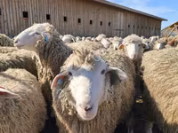 نعجة, Kuibyshev sheep — الصورة 4