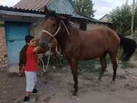 Mare, Thoroughbred horse — photo 8