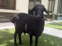 Ram, Sheep — photo 2
