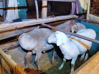 كبش, Rhon sheep — الصورة 3