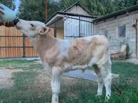 सांड, मोंबेलियार्ड — फ़ोटो 2