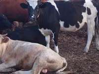 Bull, Holstein breed — photo 1