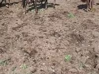 Бие, Horse breed — 1-сурет