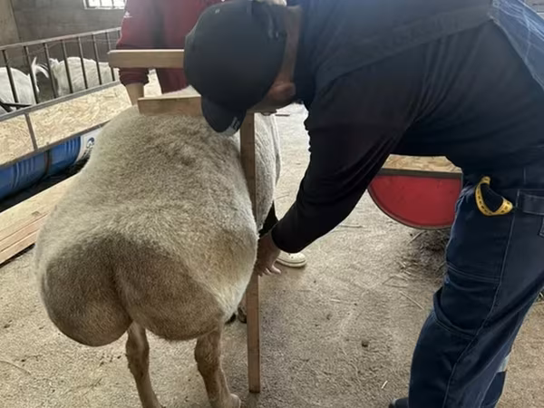 Қошқар, Arashan sheep — Қырғызстан