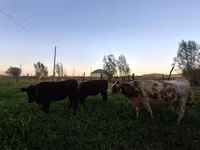 Vaca, Swiss cattle — foto 7