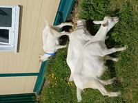 Goat, Goats — photo 3