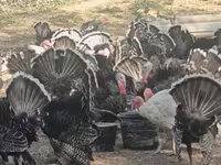 Turkeys — foto 1