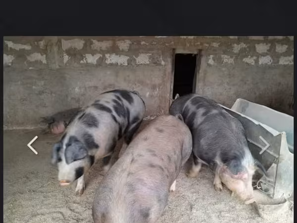 नर सूअर, सूअर