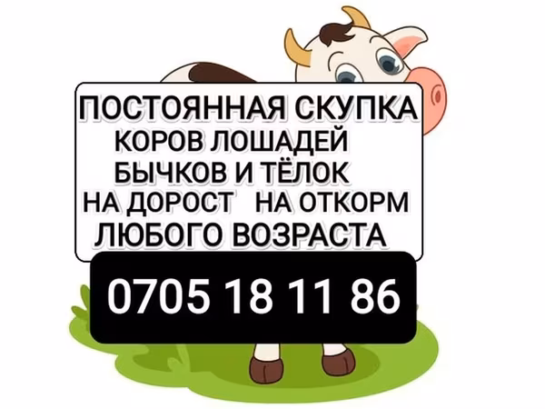 Бұқа, Ірі қара — Қырғызстан