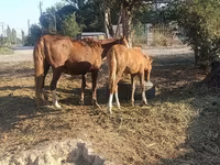 Mare, Horses — photo 2