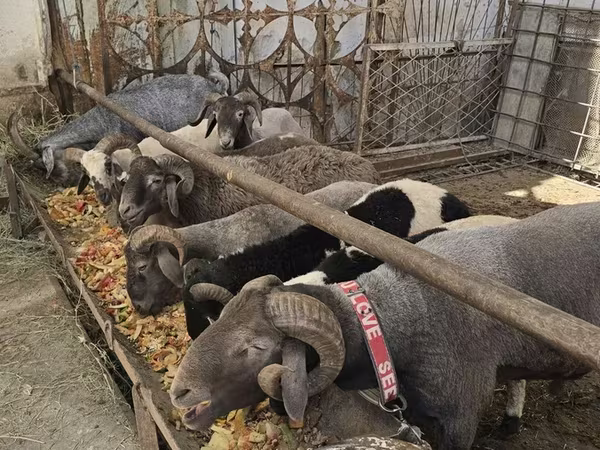 Sheep, Sheep