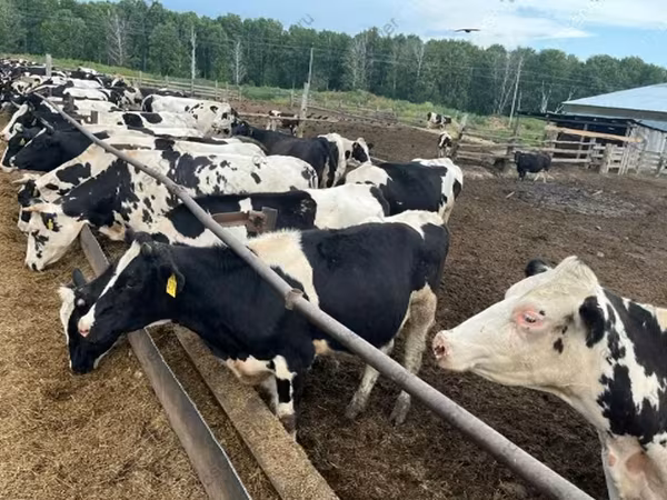 Бұқа, Russian Black pied cattle