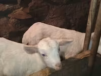 公山羊, Saanen goat — 照片 6