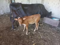Cow, Cattle — photo 4