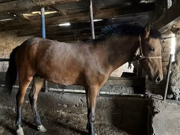 Caballo, Caballos — Kirguistán