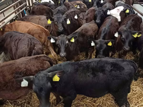 Bull, Cattle