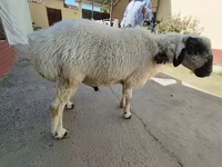 Ram, Sheep — photo 5