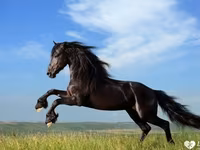 公马, Horses — 照片 1