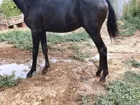 Caballo, Caballos — foto 2
