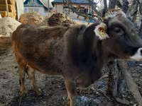 بقرة, Swiss cattle — الصورة 8