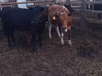 Bull, Holstein breed — photo 3