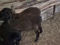 Ram, Sheep — photo 6