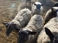 Schaf, Romanov sheep — Foto 3