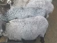 Қошқар, Romanov sheep — 3-сурет