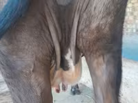 Cow, Holstein breed — photo 3