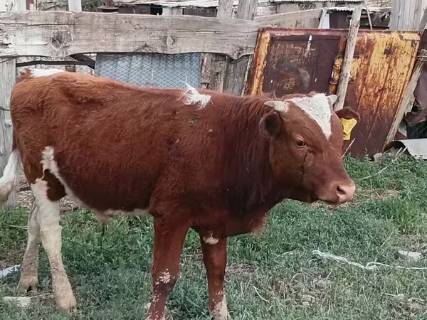 Сиыр, Latvian Blue cattle
