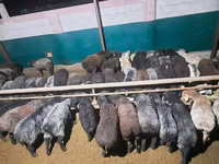 मेढ़ा, भेड़ — फ़ोटो 2