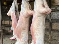 मेढ़ा, भेड़ — फ़ोटो 4