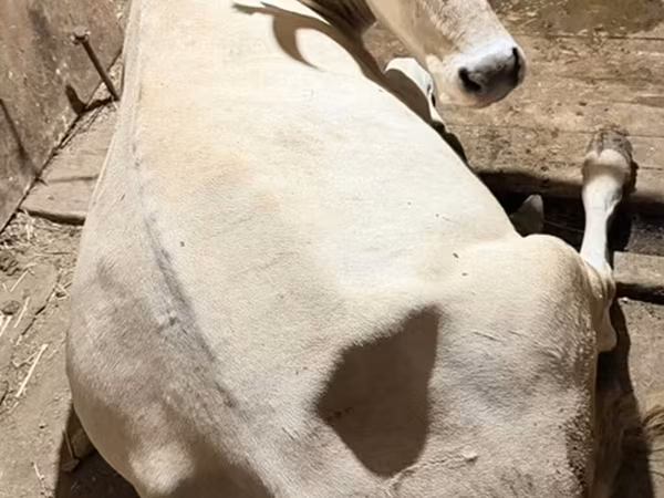 Сиыр, Ukrainian Brown Dairy Cattle — Қырғызстан