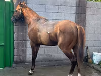 Horse (M), Horses — photo 1