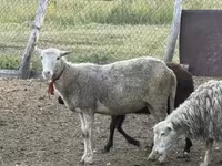 Қой, Dorper sheep — 8-сурет