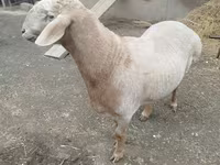 Ram, Arashan sheep — photo 8