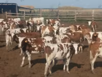 Cow, Cattle — photo 1