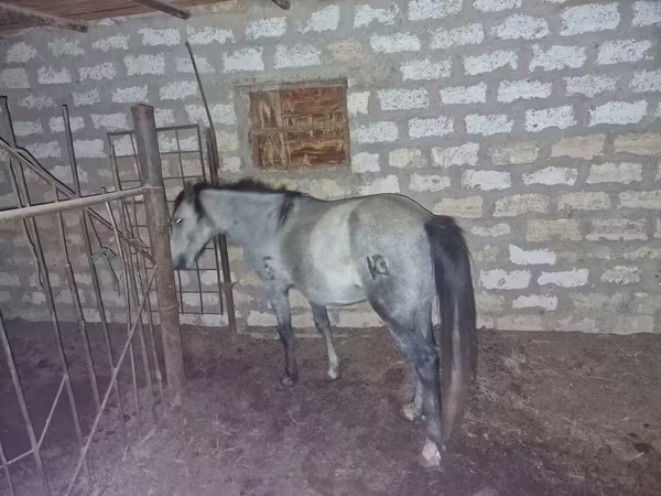حصان, الخيول