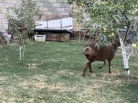 Ram, Hissar sheep — photo 5