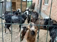 تيس, Saanen goat — الصورة 7