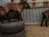Billy Goat, Goats — photo 4
