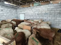 Sheep, Sheep — photo 7