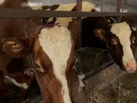 Bull, Holstein breed — photo 3