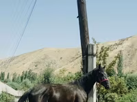 Horse (M), Horses — photo 2